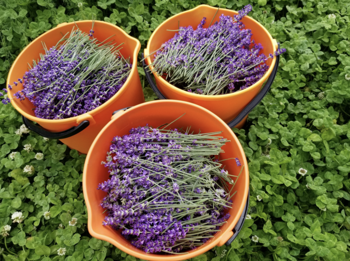 Fresh cut lavendar